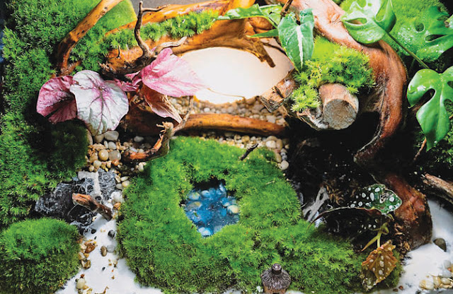Saudi indoor landscape designer captures nature in a jar Previous